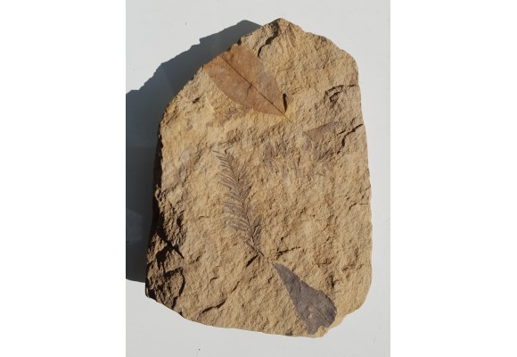 Mioceńska skamieniała flora