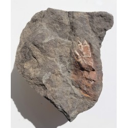 Skamieniałe szczypce krewetek z Nowego Waliszowa w Sudetach