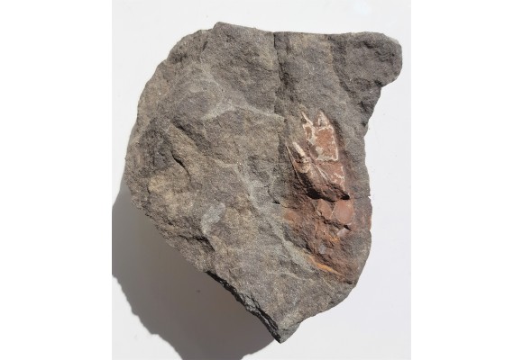 Skamieniałe szczypce krewetek z Nowego Waliszowa w Sudetach