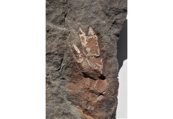 Skamieniałe szczypce krewetek z Nowego Waliszowa w Sudetach