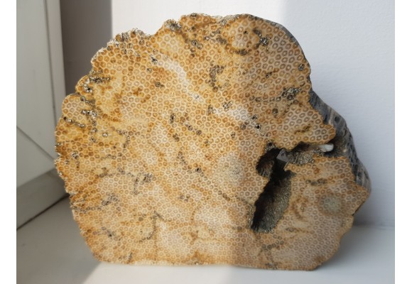 Muzealny okaz korali kolonijnych - denkowców z Opola