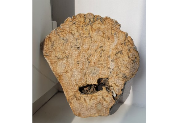 Muzealny okaz korali kolonijnych - denkowców z Opola