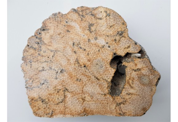 Muzealny okaz korali kolonijnych - denkowców z Opola