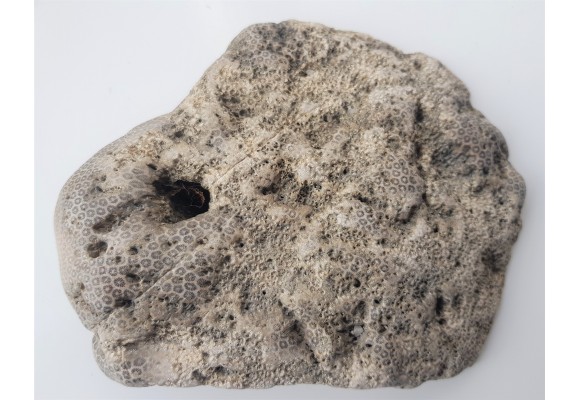 Muzealny okaz korali kolonijnych - denkowców z Opola