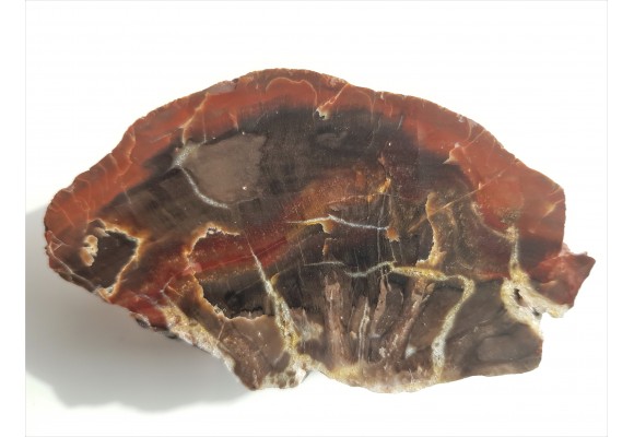 Piękne drewno skrzemieniałe z aluwiów Nysy Kłodzkiej