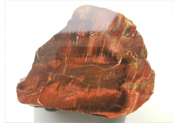 Intensywnie czerwone, wyraziste drewno skrzemieniałe z aluwiów Nysy Kłodzkiej