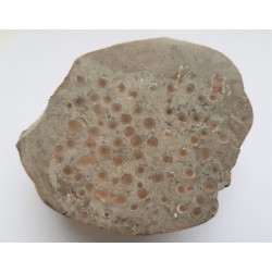 Polerowany okaz korali w wapieniu z pobrzeża Bałtyku