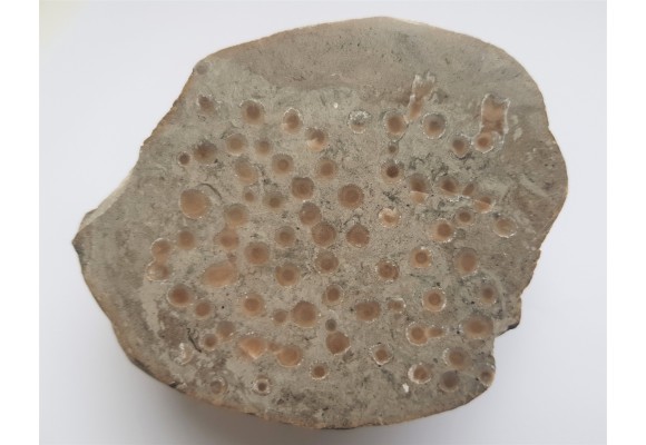 Polerowany okaz korali w wapieniu z pobrzeża Bałtyku