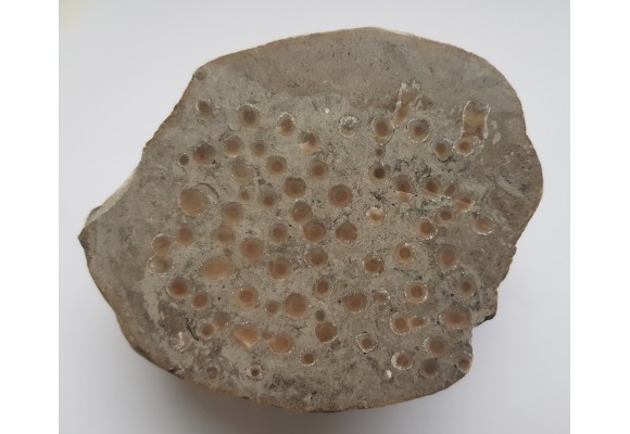 Polerowany okaz korali w wapieniu z pobrzeża Bałtyku