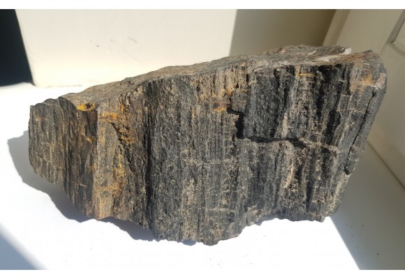 Drewno skrzemieniałe z historycznej lokalizacji z okolic Nowej Rudy