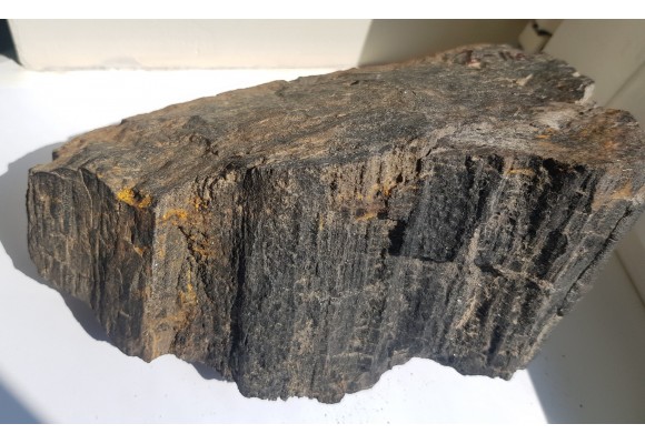 Drewno skrzemieniałe z historycznej lokalizacji z okolic Nowej Rudy