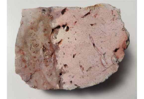 Różowa skała krzemionkowa ze skamieniałymi ślimakami z pobrzeża Bałtyku