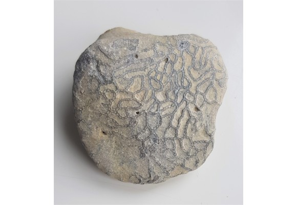 Korale kolonijne Halysites - eratyk Dziwnówek