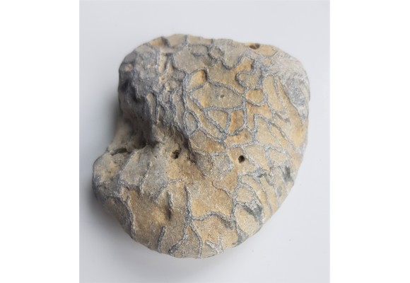 Korale kolonijne Halysites - eratyk Dziwnówek