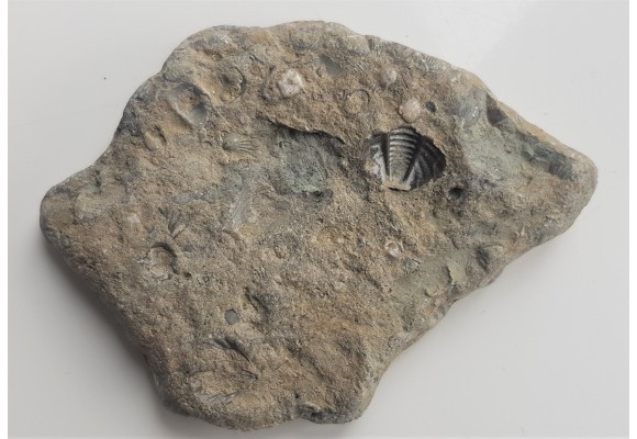 Wapień z pięknie zachowaną tarczą ogonową trylobita - eratyk Dziwnówek