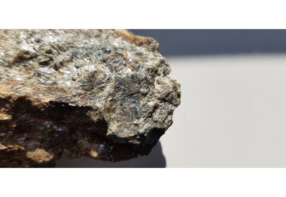 Dysten z Kamieńca Ząbkowickiego