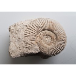 Amonit jurajski Wyżyna Krakowsko-Cżęstochowska