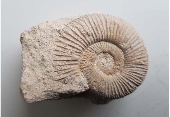 Amonit jurajski Wyżyna Krakowsko-Cżęstochowska