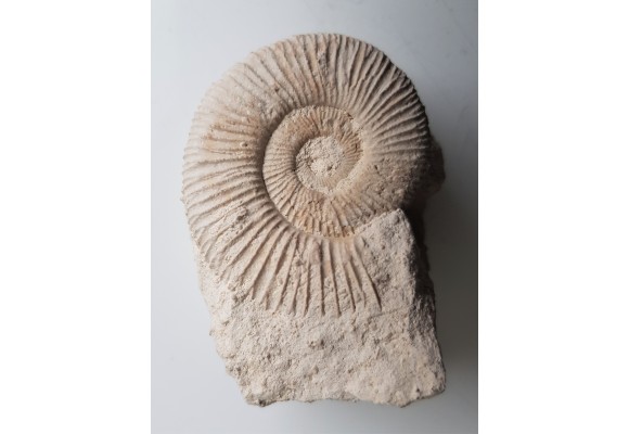 Amonit jurajski Wyżyna Krakowsko-Cżęstochowska