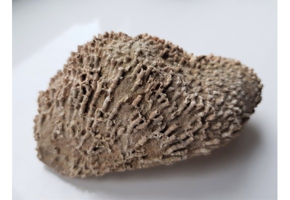 Wypreparowane naturalnie korale kolonijne - eratyk z Kujaw