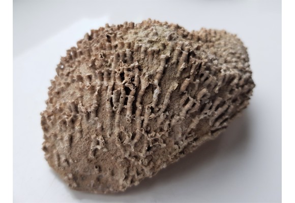 Wypreparowane naturalnie korale kolonijne - eratyk z Kujaw