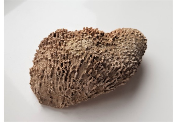 Wypreparowane naturalnie korale kolonijne - eratyk z Kujaw