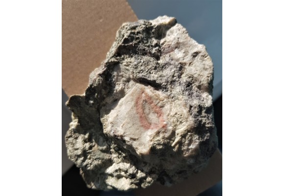 Przeobrażony dolomit z orbikularnymi strukturami z Rędzin