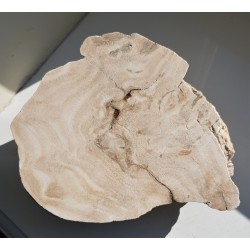 Przekrój przez kolonię denkowców - eratyk z Kujaw