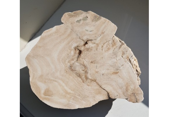 Przekrój przez kolonię denkowców - eratyk z Kujaw