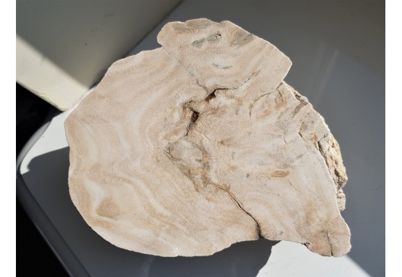 Przekrój przez kolonię denkowców - eratyk z Kujaw