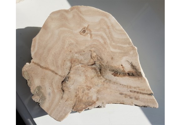 Przekrój przez kolonię denkowców - eratyk z Kujaw