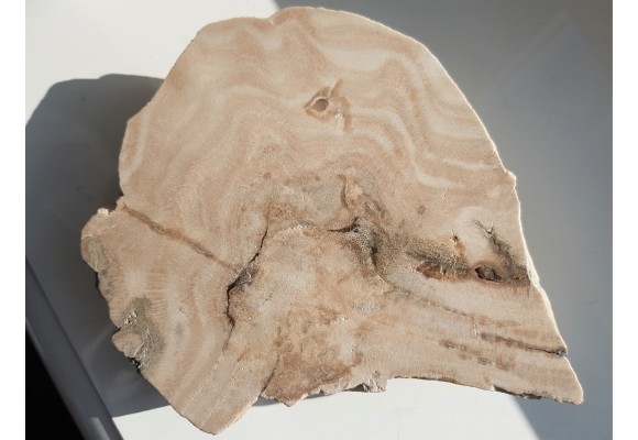 Przekrój przez kolonię denkowców - eratyk z Kujaw