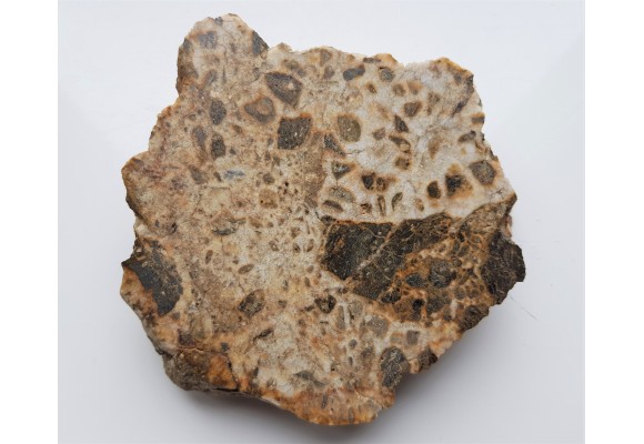 Brekcja polerowana z Gębczyc k. Strzelina