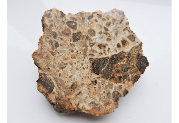 Brekcja polerowana z Gębczyc k. Strzelina