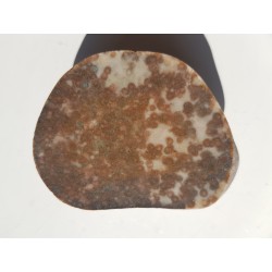 Polerowany okaz piaskowca skolitusowego z Dźwirzyna