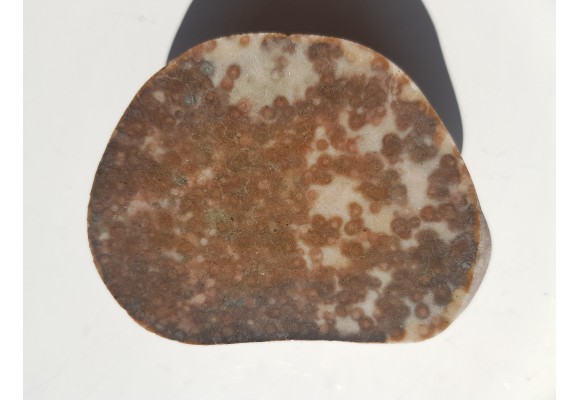 Polerowany okaz piaskowca skolitusowego z Dźwirzyna