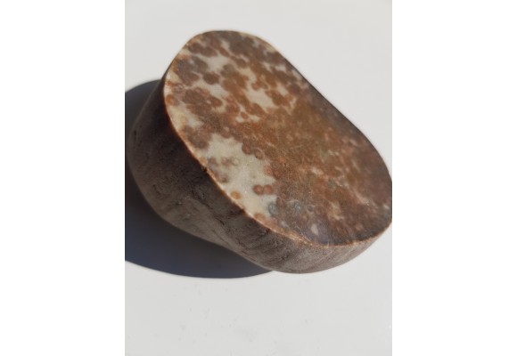 Polerowany okaz piaskowca skolitusowego z Dźwirzyna