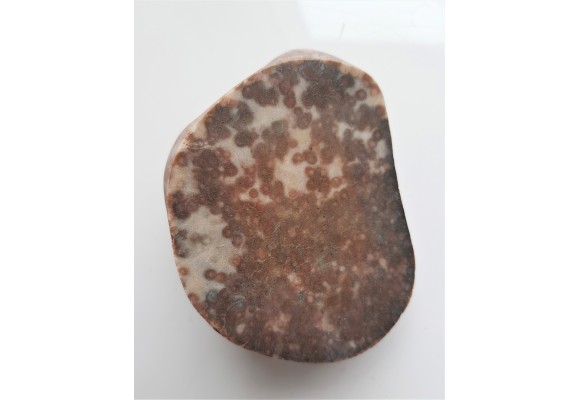 Polerowany okaz piaskowca skolitusowego z Dźwirzyna