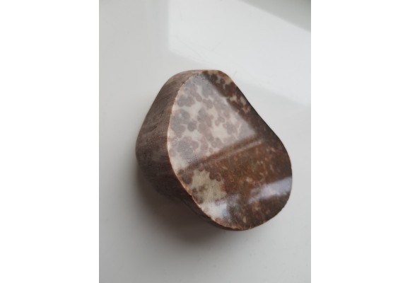 Polerowany okaz piaskowca skolitusowego z Dźwirzyna