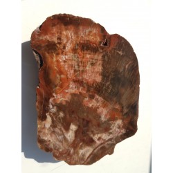 Wyjątkowe drewno skrzemieniałe z aluwiów okolic Kamieńca Ząbkowickiego