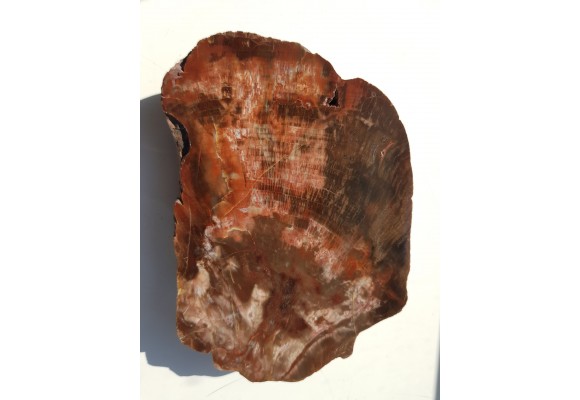 Wyjątkowe drewno skrzemieniałe z aluwiów okolic Kamieńca Ząbkowickiego