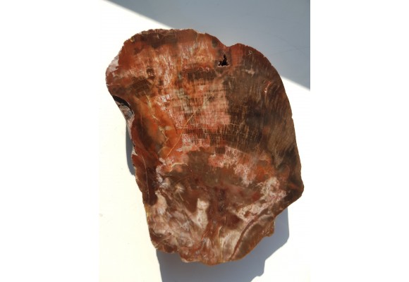 Wyjątkowe drewno skrzemieniałe z aluwiów okolic Kamieńca Ząbkowickiego