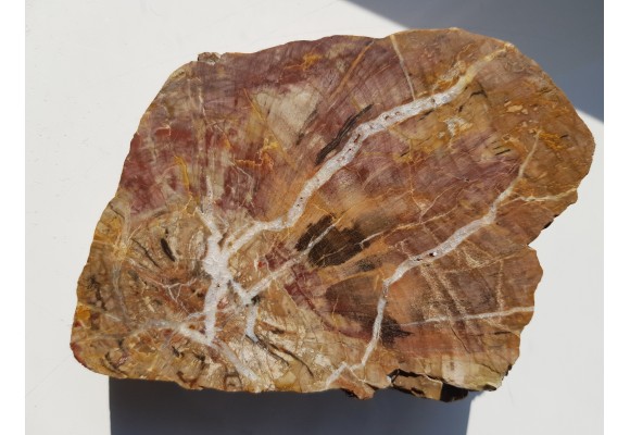 Wyjątkowe drewno skrzemieniałe z aluwiów okolic Kamieńca Ząbkowickiego