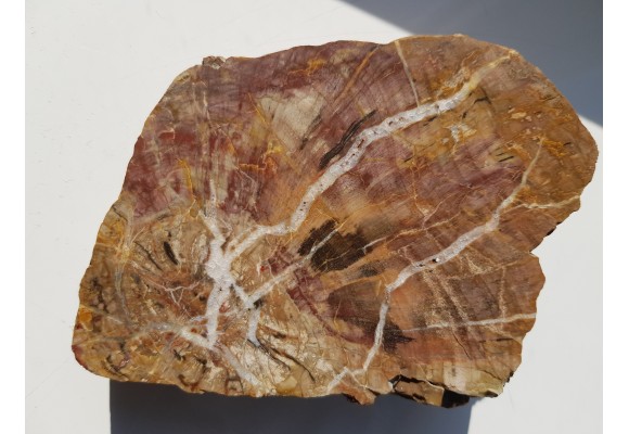 Wyjątkowe drewno skrzemieniałe z aluwiów okolic Kamieńca Ząbkowickiego