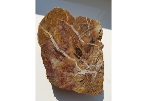 Wyjątkowe drewno skrzemieniałe z aluwiów okolic Kamieńca Ząbkowickiego