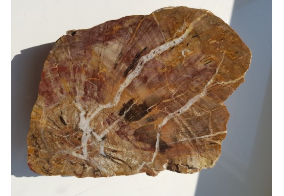 Wyjątkowe drewno skrzemieniałe z aluwiów okolic Kamieńca Ząbkowickiego