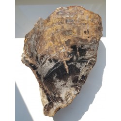 Wyjątkowe drewno skrzemieniałe z rowu Świerzawy