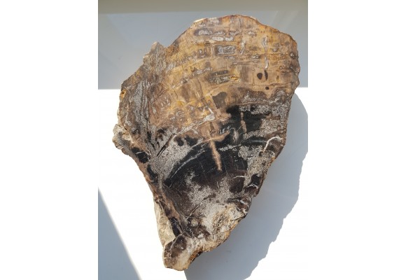 Wyjątkowe drewno skrzemieniałe z rowu Świerzawy