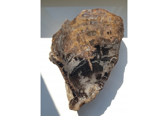 Wyjątkowe drewno skrzemieniałe z rowu Świerzawy