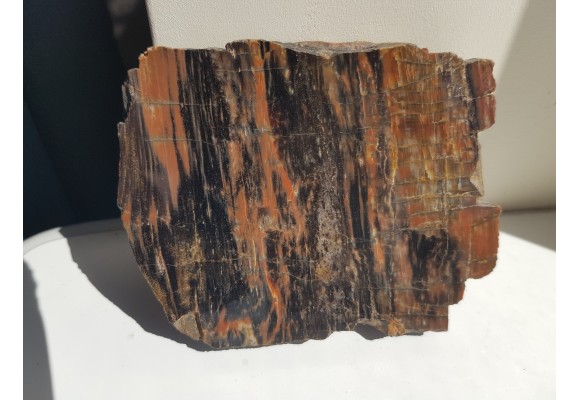 Drewno skrzemieniałe z rowu Świerzawy, wyjątkowa lokalizacja